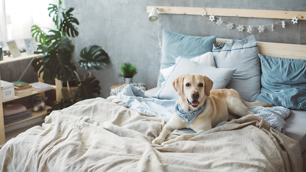 The Ultimate Guide to Dog Beds